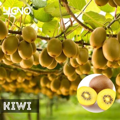 Jual Benih Kiwi Gold Isi Biji Bibit Buah Shopee Indonesia