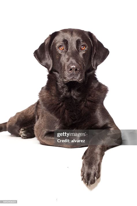 Portrait Of A Mixed Breed Labrador High-Res Stock Photo - Getty Images