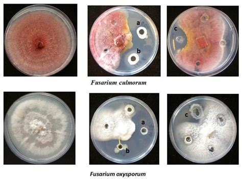 Frontiers Antimicrobial Activity Of Medicinal Plants Correlates With