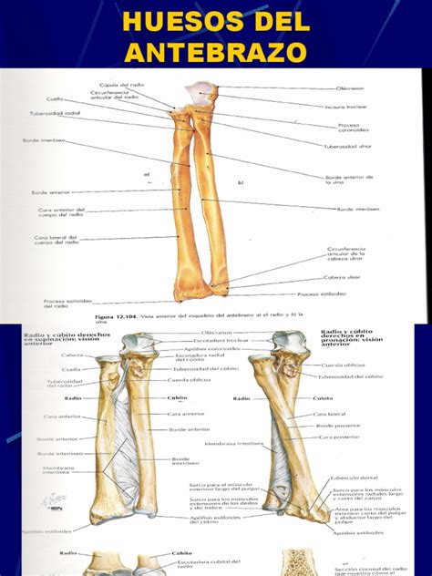 Huesos Del Brazo