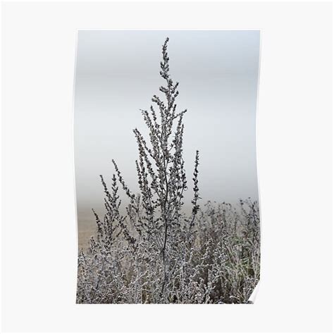 Common Mugwort Dressed In Silver Poster By Joukoklehto Redbubble