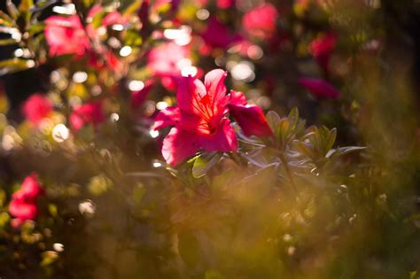 Cómo Cultivar un Arbusto de Azalea Característico CoolRead