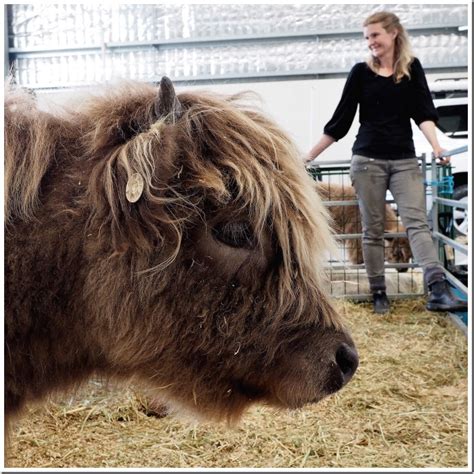 Miniature Highland Cow - CannibalRabbit.com