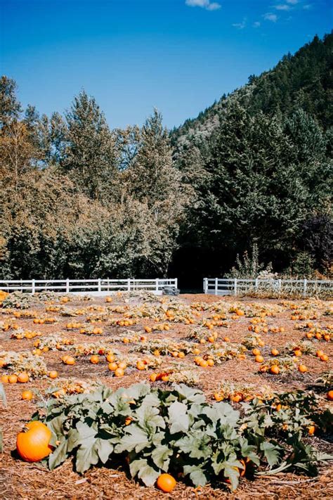 The Prettiest Pumpkin Patch Decor Hint