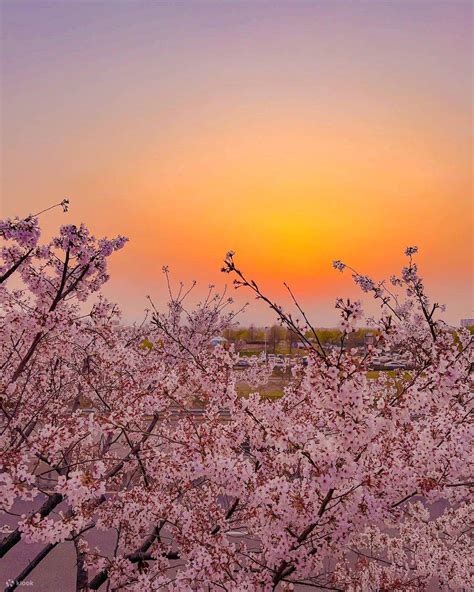 Cherry Blossom Hunting Tour From Busan Klook Hong Kong