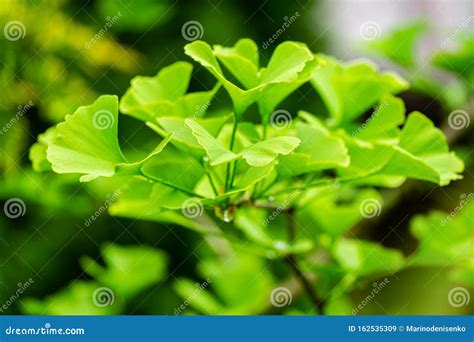 Close Up Brightly Green Leaves Of Ginkgo Tree Ginkgo Biloba Known As