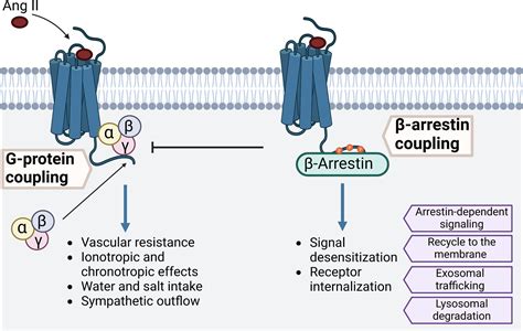 Insights Into The Role Of Angiotensin Ii At1 Receptor Dependent β