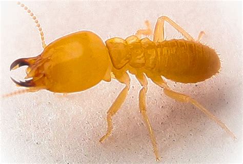 Termite Species Evergreen Pest Management