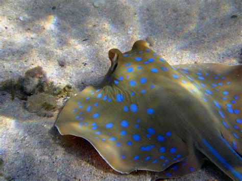 images skate underwater stingray coral reef egypt