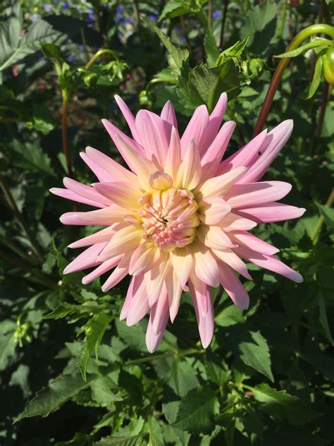 Dahlias Lovely Rose Plants Backgrounds Flowers Pink Dahlia