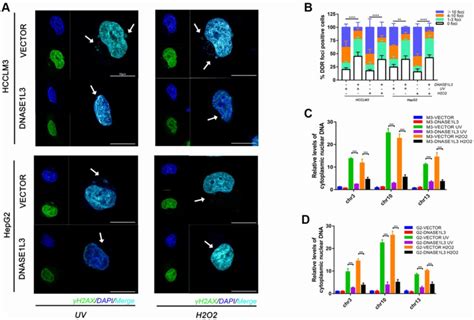 Overexpression Of Dnase L Relieves Cytoplasmic Dna Accumulation Under