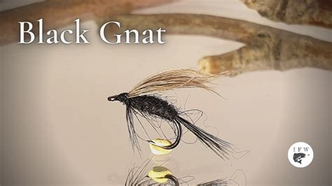 Tying A Fly Called Black Gnat Fly Tying Tutorial Ívars Fly Workshop