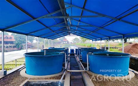 Recirculating Aquaculture System Archives Agroqu