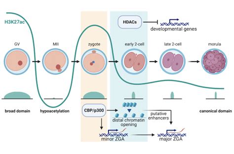 Cbpp300 And Hdac Activities Regulate H3k27 Acetylation Dynamics And