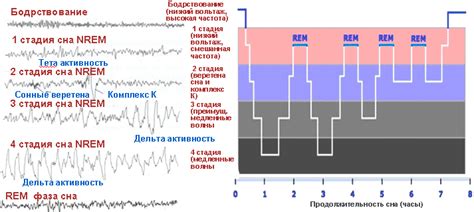 Таблица сна на чем основа