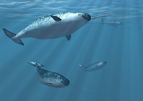 Cute Narwhal Whale