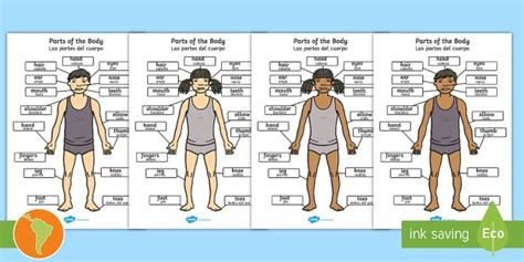 Parts Of The Body Posters Englishspanish Teacher Made