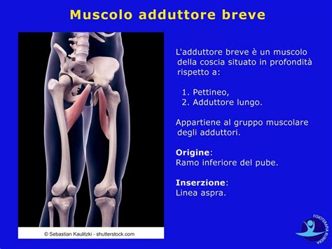 Muscoli Adduttori Della Coscia Anatomia E 5 Esercizi