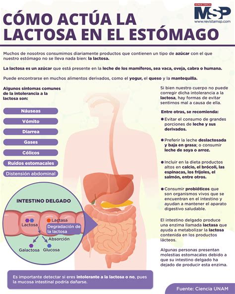 Cómo actúa la lactosa en el estómago Infografía