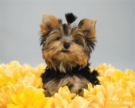 Yorkie Puppies Wallpapers Top Free Yorkie Puppies Backgrounds