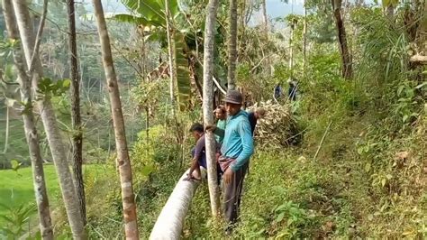 Tebang Kayu Sengon Di Potong 260 Cm 130 Cm STIHL 382 YouTube