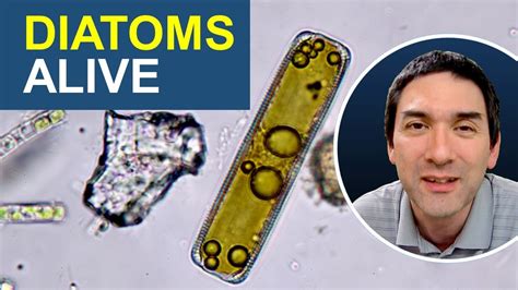 Looking At Diatoms And Diatomaceous Earth YouTube