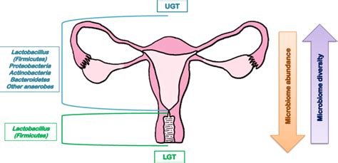 Microbial Composition Both In Upper And Lower Genital Tract Based On