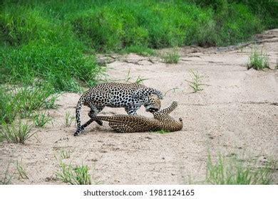 455 Mating Leopards Images, Stock Photos & Vectors | Shutterstock