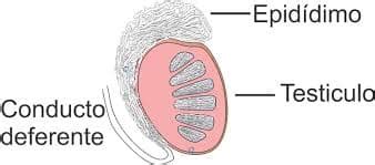 Epid Dimo Naturopathic