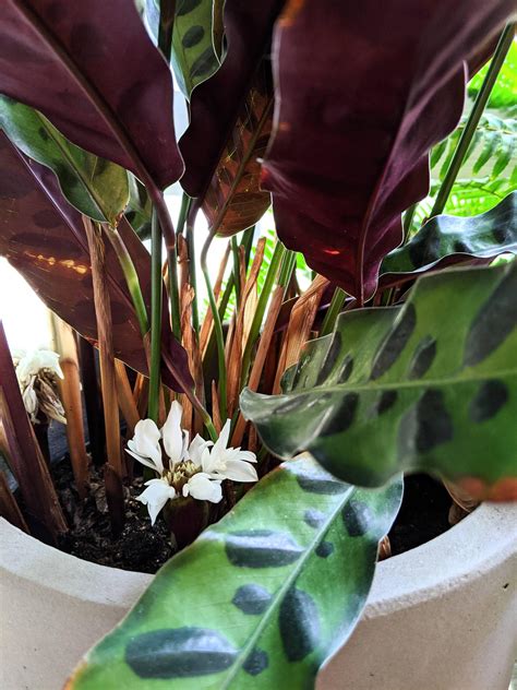 A flowering calathea! : r/IndoorGarden