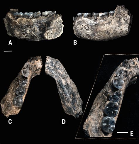 Il più antico fossile di Homo habilis mai ritrovato - Focus.it