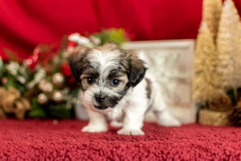 Shichon Puppies | Michigan Puppy