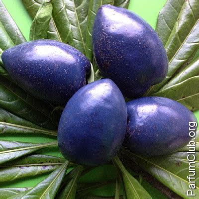 Кассовари в парфюмерии: нота кассовари (cassowary) в духах и ароматах