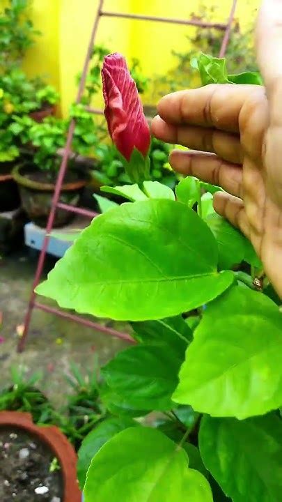 জবা গাছে প্রচুর কুড়ি কিভাবে আনবেনshortvideoviral Aparna Gardener