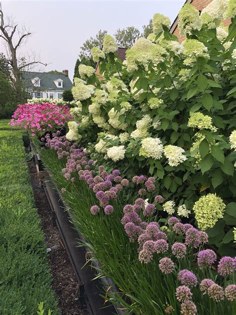 Bobo Hydrangea Companion Plants