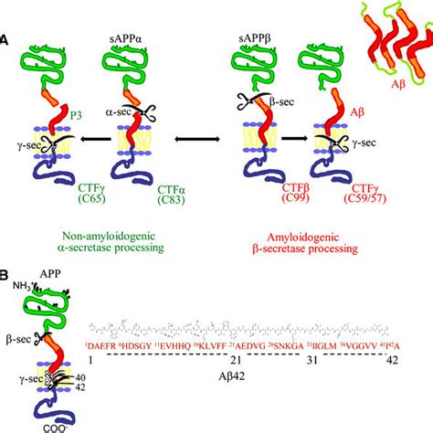 Aβ Peptide Is The Cleavage Product Of A Type I Membrane Glycoprotein