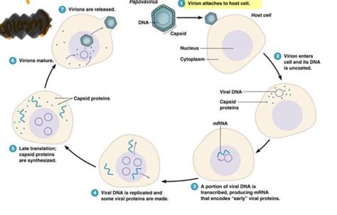 Viral replication (2) Flashcards | Quizlet