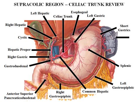 Celiac Trunk Netter