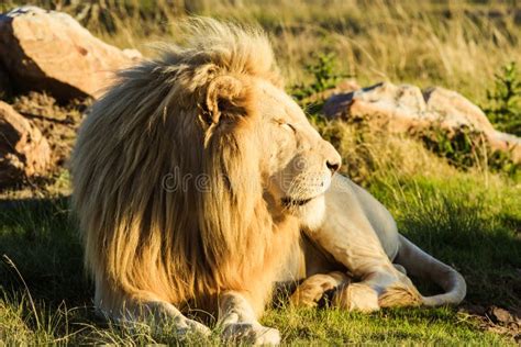 Big Male Lion Laying Down On An African Savanna During Sunset Stock