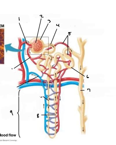 Anatomy Of The Filtration System Flashcards Quizlet