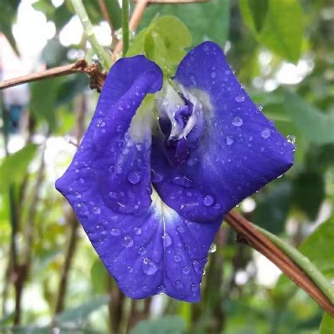 Biji Bunga Bunga Telang Bunga Nasi Kerabu Flower Seed Edible