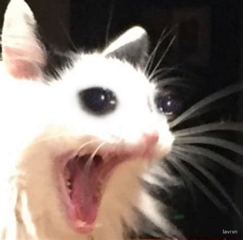 Screaming Cat Meme