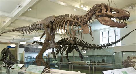 Here is what 75 million years old fossil of Tyrannosaur revealed