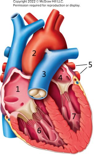 Sb Ch Cardiovascular System Flashcards Quizlet