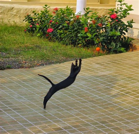 50 Funny Pictures of Cats Jumping | free download wallpaper