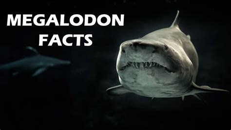 Top 10 Megalodon Facts That No One Knows Youtube