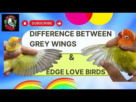 Greywing Lovebird Mutation V S Edge Lovebird Mutation Difference