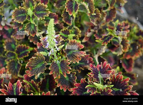 Coleus Scutellarioides With A Natural Background Stock Photo Alamy