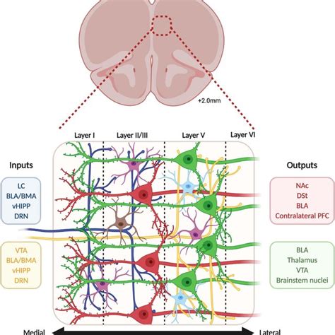 Cellular Organization Of The Medial Prefrontal Cortex The Medial