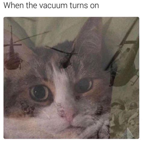 Feline Ptsd Memebase Funny Memes